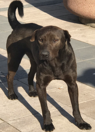 beautiful big black dog