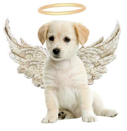 Furry Angel logo