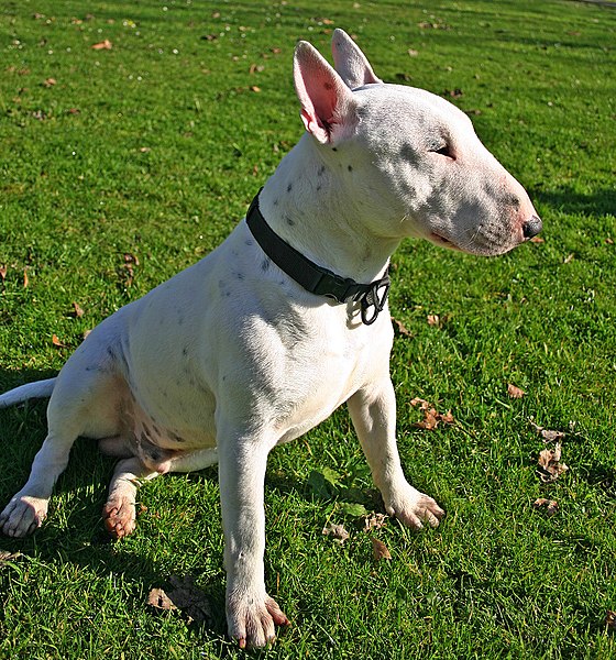  bull terrier