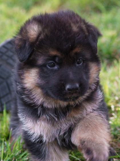 German shepherd puppy