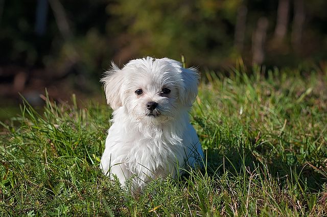 Maltese dog