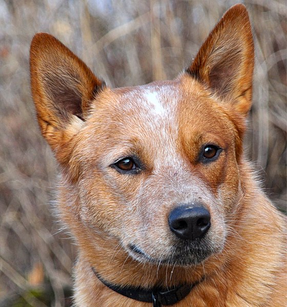  fox-looking dog