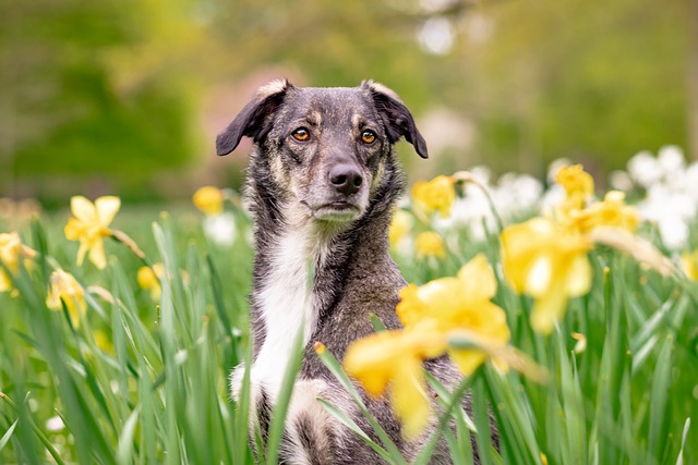 Mixed breed