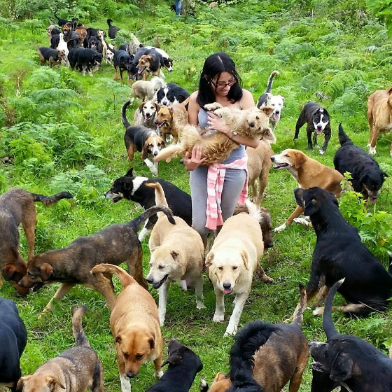 Dogs roaming on a hill