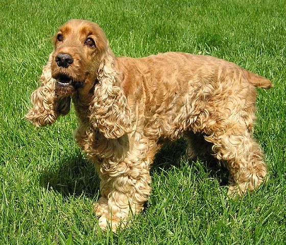 Cocker spaniel